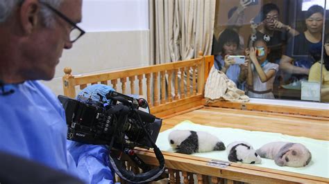 Watch 60 Minutes Overtime Raising Baby Pandas In Captivity Full Show