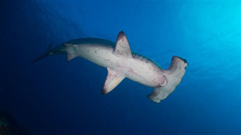 Scalloped Hammerhead Sphyrna Lewini Shark Database