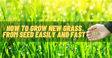 How To Grow Grass Seed Fast F
