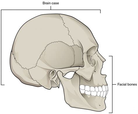 Bones Of The Skull Quiz By Rallsrally