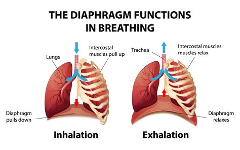 The Diaphragm Functions In Breathing 3093606 Vector Art At Vecteezy