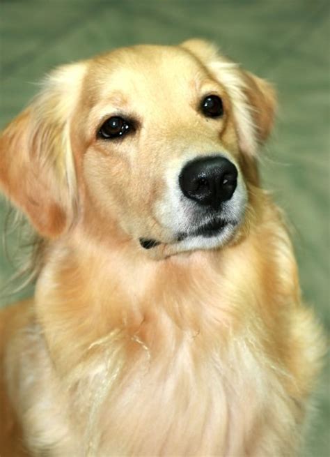 Golden Retriever Looking Up Free Image Download