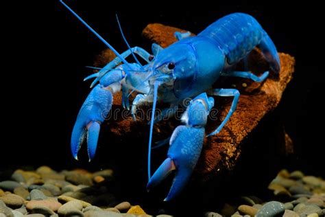Crayfish Blue In The Aquarium Stock Photo Image Of Aquarium Autumn