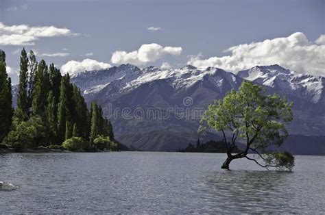 Lonely Tree Lake Wanaka Beautiful New Zealand Stock Photo Image Of