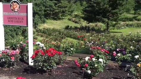 Free and mystery rose information. Heirloom Roses, St. Paul, Oregon - YouTube