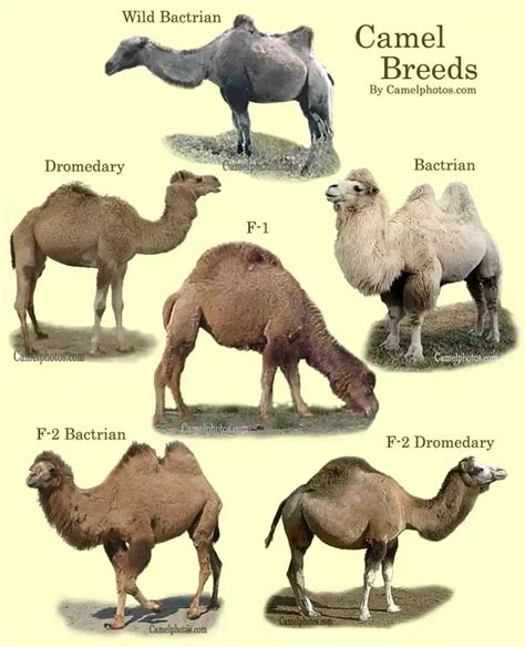 ¿para Qué Sirven Las Jorobas De Camello