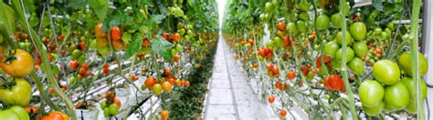 Tomato plants come cheap, yield pounds of produce, and fit in even the smallest backyards or in fact, tomato plants can be rather finicky (read: Tomato Plant Stages & Tomato crop guide - Haifa Group