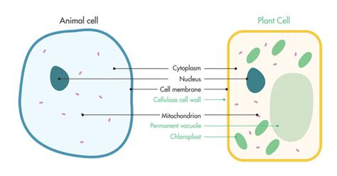 Some of the cell organelles are present in both the plant and animal cell which help them to do the basic cellular activities. The affect of roasting and grinding on cell structure