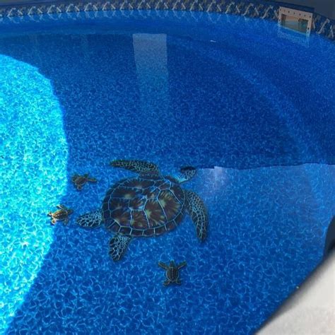 Brown Turtle Porc Bt10 10 Pool Mosaic Pool Poolideas Turtle