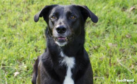 The Complete Guide to Border Collie Lab Mix (all you need ...