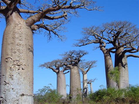 Madagascar, officially the republic of madagascar, is an island nation in the indian ocean, off the eastern coast of africa with a population of more than 18 million. Baobab a Morombè - Viaggi, vacanze e turismo: Turisti per Caso