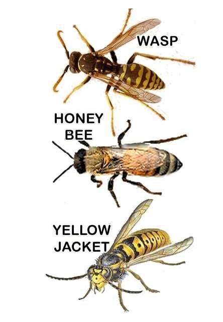 The Difference Between Wasps Honey Bees And Yellowjackets And How To Catch And Trap Yellow