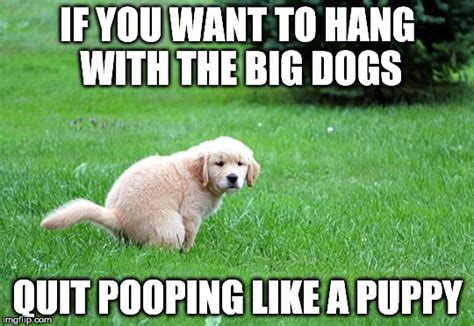 Pooping Puppy Imgflip