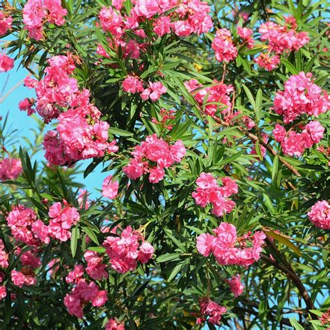 Pink Oleander Tree Nerium Oleander Seeds Etsy