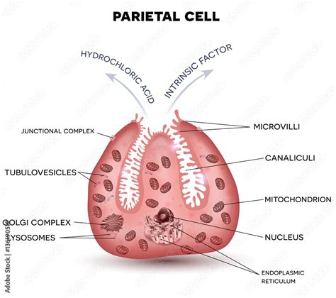 Stomach Histology Parietal Cells The Best Porn Website