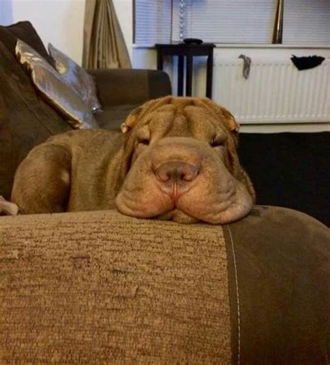 Pin By Kaye Smith On Snuggly Shar Pei Cute Animals Shar Pei Puppies