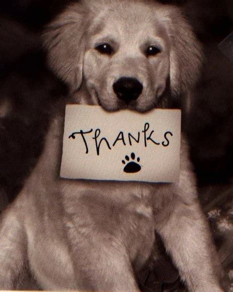 Top 10 Images Of Dogs Saying Thank You
