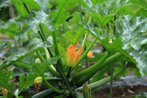 How To Identify Male Vs Female Zucchini Flowers Easyly