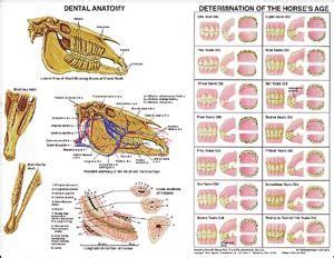 These days, horses are living longer lives as their care keeps on improving. Anatomy Charts-Equine | Dental anatomy, Horse care, Anatomy