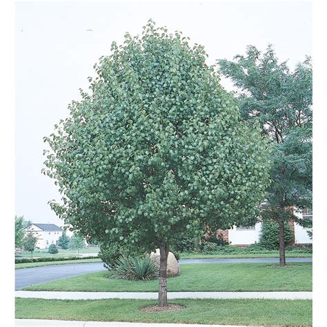 Sep 28, 2021 · general information phone: Shop 10.25-Gallon Bradford Flowering Pear Flowering Tree ...