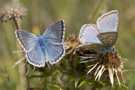 Chalk Hill Blues Fontmell Down Dorset Butterflies
