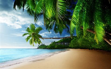 Wallpaper Sunlight Sea Nature Sand Beach Green Coast Palm