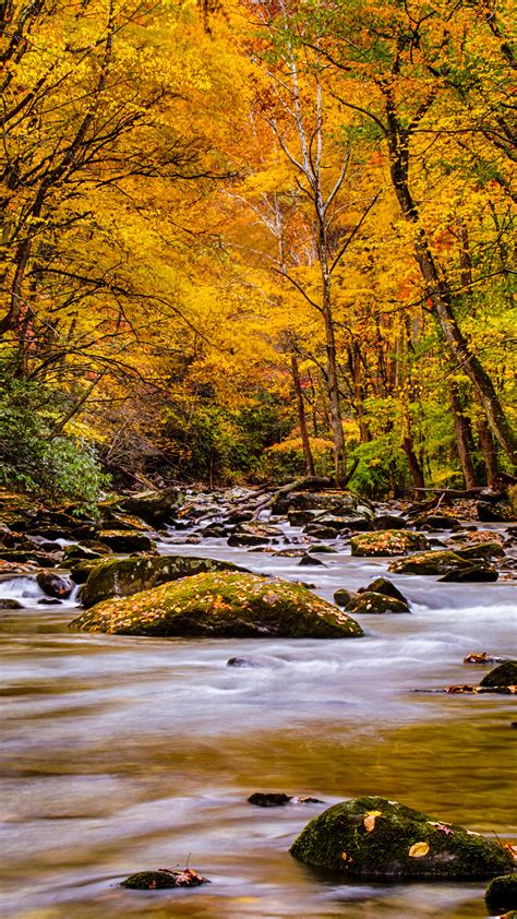 Nature Picture Of Autumn Forest In The Great Smoky Mountain National