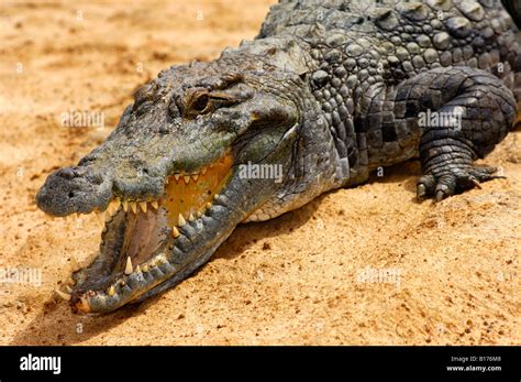 Nile Crocodile Crocodylus Niloticus Sacred Crocodiles Of Bazoulé