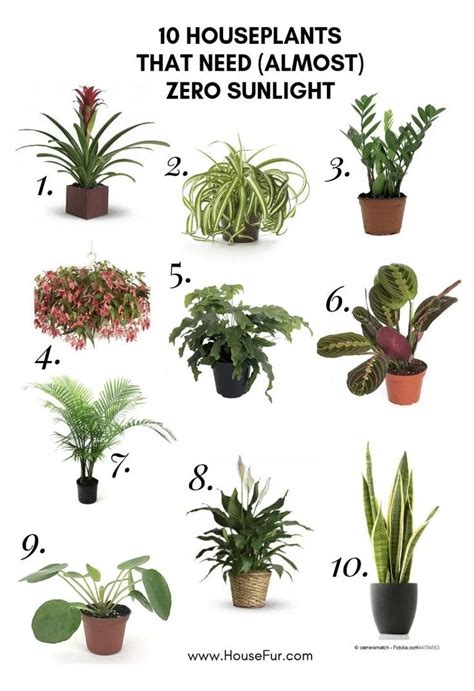 10 Houseplants That Dont Need Sunlight Tips For Home Use House