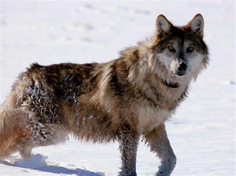 Conservationists Celebrate Northward Roaming Mexican Gray Wolf
