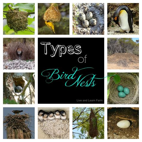 Common Chart Of Birds And Their Nests