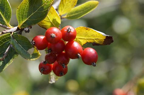 Free Images Tree Branch Fruit Flower Summer Ripe Food Produce