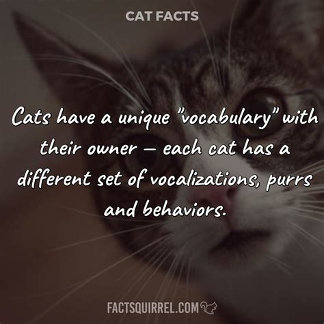 Cats Have A Unique Vocabulary With Their Owner Each Cat Has A