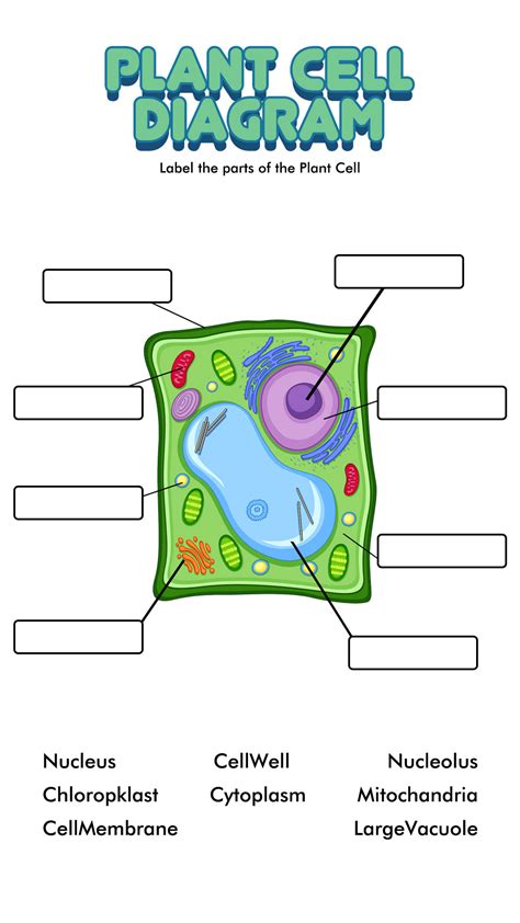 Plant And Animal Cell Worksheets 7th Grade Cells Worksheet Plant