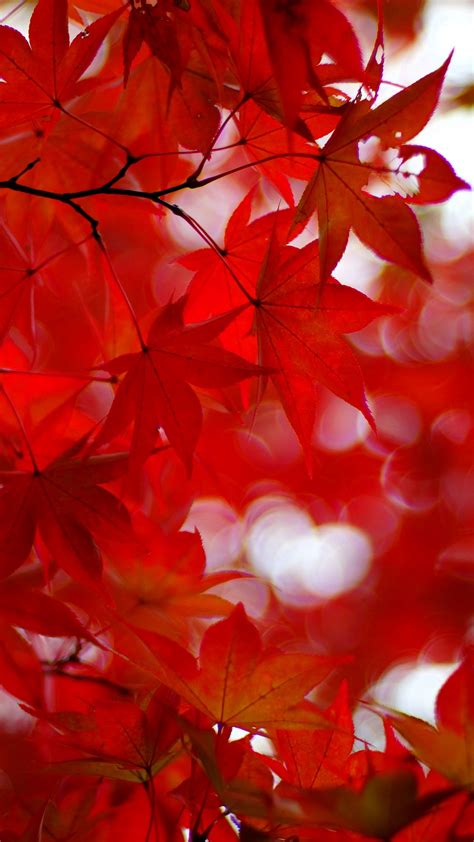 Download Wallpaper 1440x2560 Acer Japonicum Amur Maple Maple Leaves