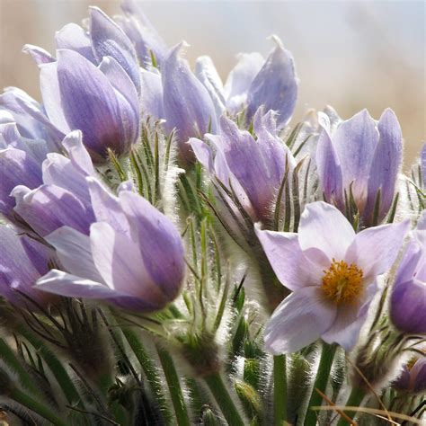 Pasque Flower 3 Of 4 Prairie Crocus Gerry Marchand Flickr