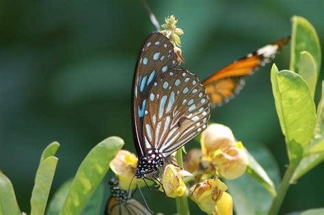 Butterflies Hong Kong Wetland Park Rob Young Flickr