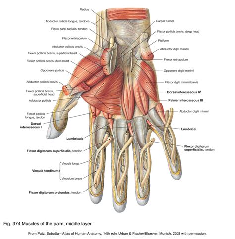 Pdf Applied Anatomy Of The Wrist Thumb And Pdf Fileapplied Anatomy Of The Wrist Thumb And