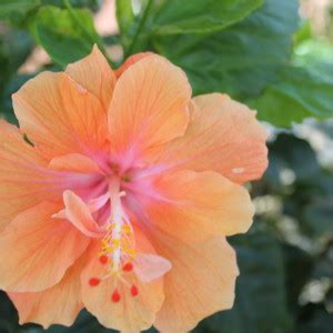 There are many hibiscus societies in florida and around the world, as well as collectors of exotic cultivars, and nurseries who specialize in this lovely plant. Tropical Hibiscus Plants in South Florida Gardens | Port ...