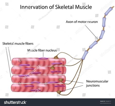 Skeletal Muscle Fibers And Motor Neuron In A Motor Unit Stock Vector