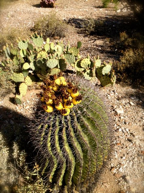 Find professional desert cactus videos and stock footage available for license in film, television, advertising and corporate uses. Desert Blooms, a Labyrinth, and a Little Dust-up - Frances ...