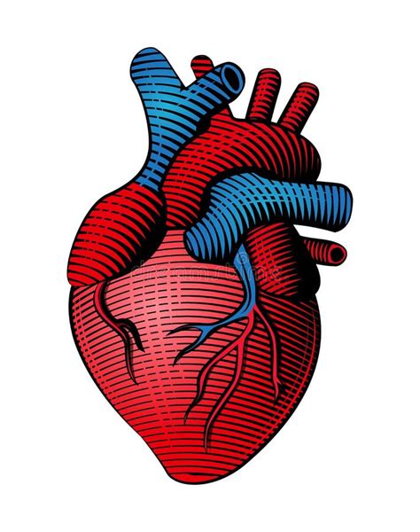 Human Heart On A White Background Stock Vector Illustration Of