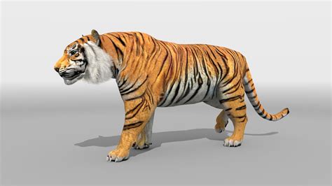 Check out New Video of 3d Animated Tiger by Oceans ... This is tiger 3d animation by sako3d on vimeo, the home for high quality videos and the people who love them.
