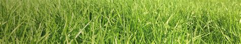 Tall Fescue Management Agricom