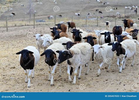 Inquisitive Dorper Hair Sheep Most With Black Heads Stock Image