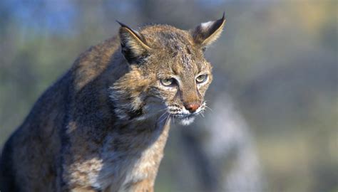 The Types Of Wild Cats In Massachusetts Sciencing