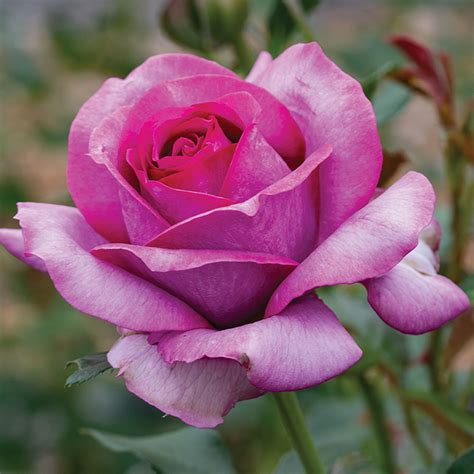Perfume Factory Hybrid Tea Rose Purple Edmunds Roses