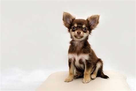 Apple Head Chihuahua Care Information And Other Facts