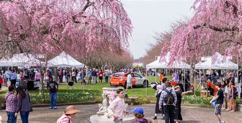 Subaru Cherry Blossom Festival Is In Bloom In Philadelphia Temple Update