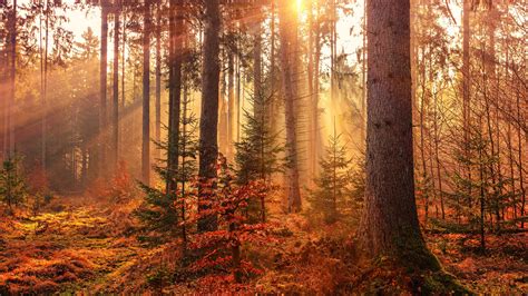 Autumn Sunbeams Forest Light Rays 4k Sunbeam Wallpapers